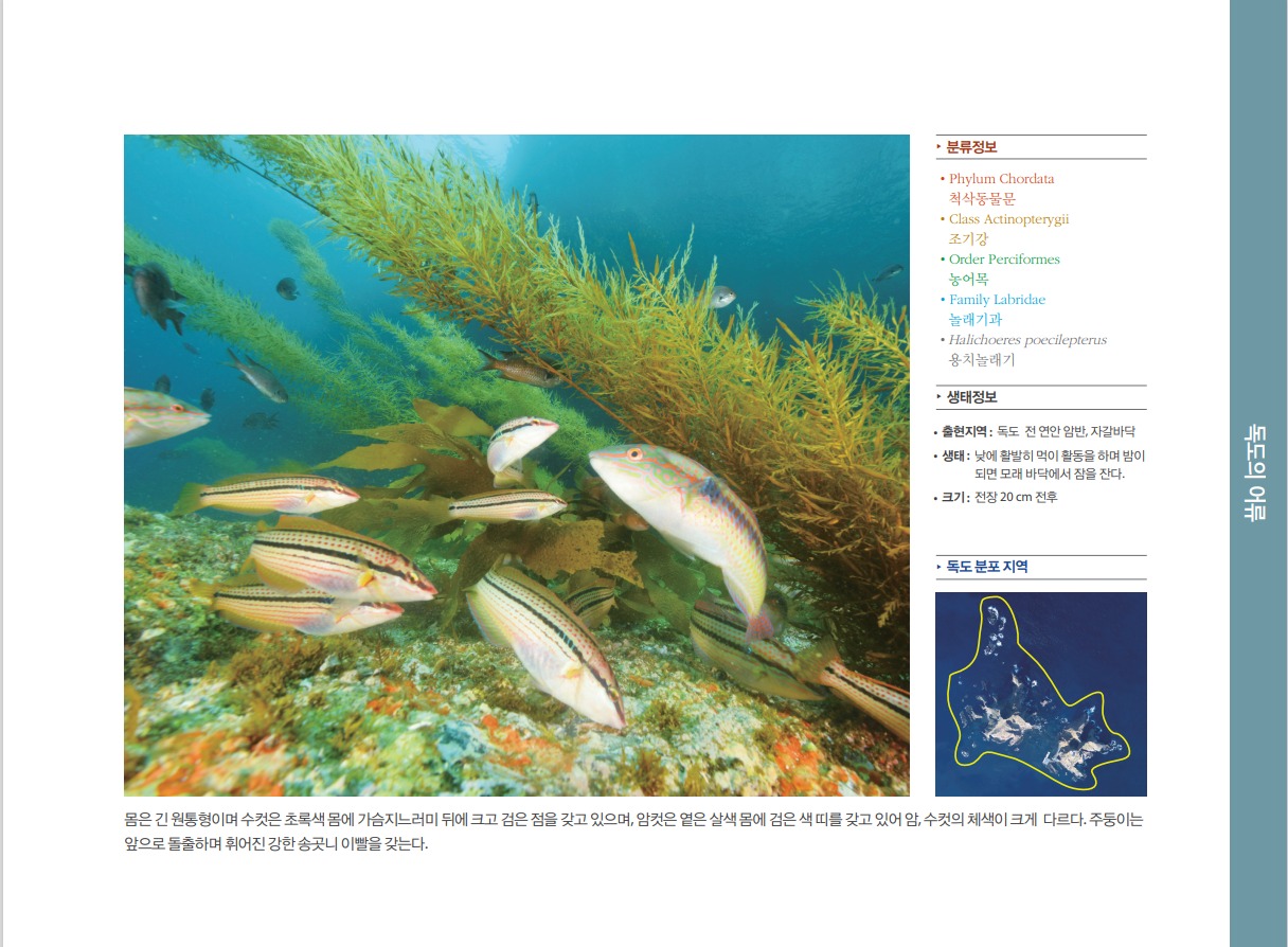 용치놀래기 정보